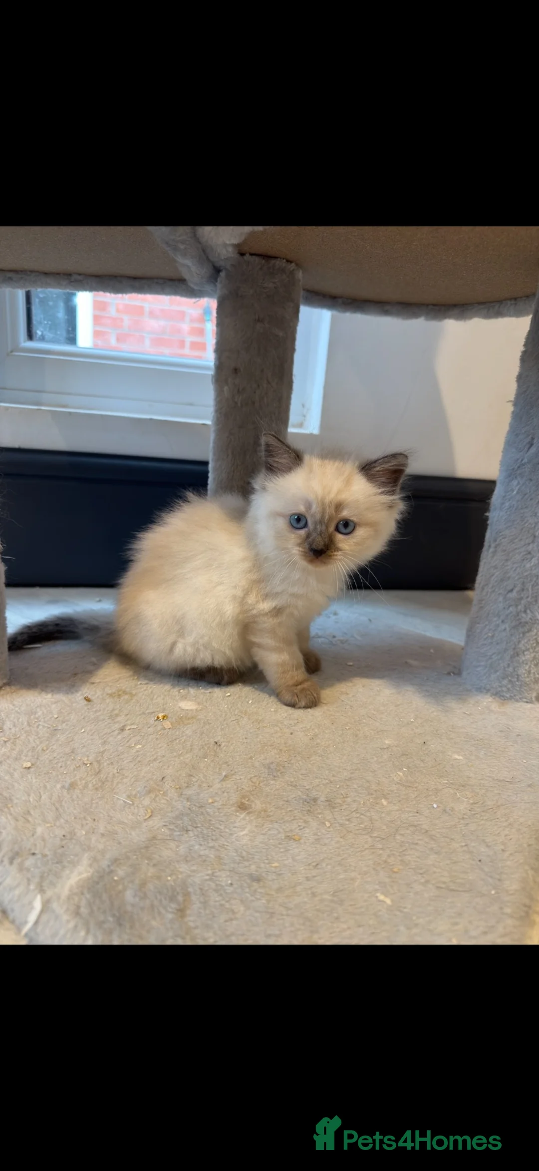 Ragdoll cats for sale: RAGDOLL X KITTENS READY TO GO - Advert 1