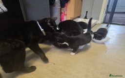 Mixed Breed cats for sale: 6 kittens - Image 10