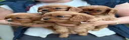 Cavalier King Charles Spaniel dogs for sale: Beautiful ruby kc cavaliers health tested parents  - Advert 5