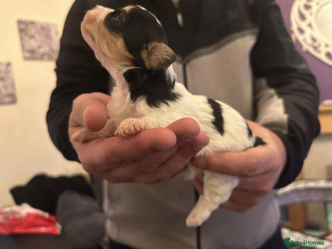 Mixed Breed dogs for sale: Bichon Frise / jackapoo puppies - Image 4