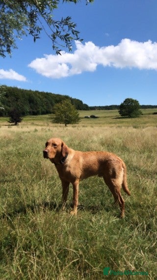 Labrador Retriever dogs Beautiful stud Fox red Labrador in Faversham - Advert 13
