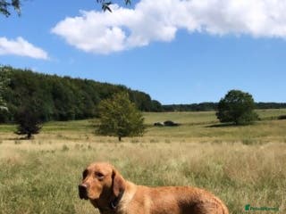 Labrador Retriever dogs Beautiful stud Fox red Labrador in Faversham - Advert 2