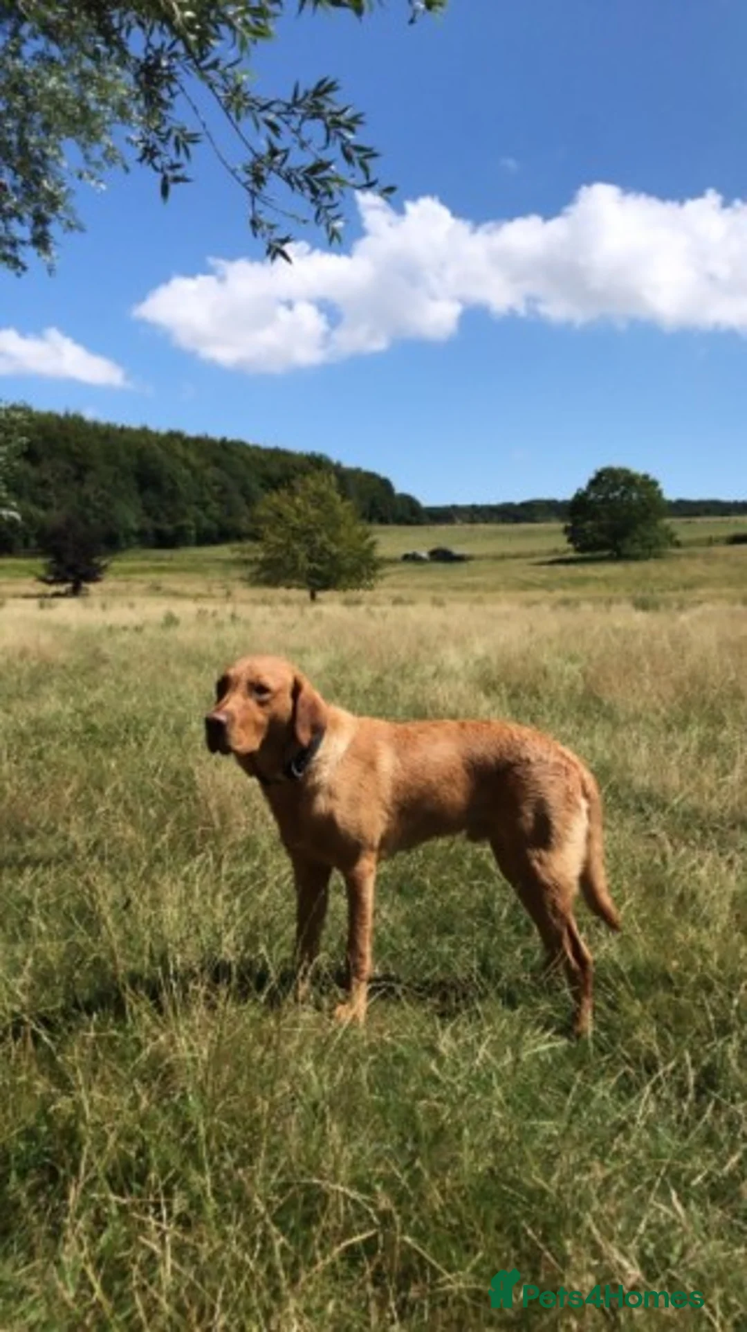 Labrador Retriever dogs for stud: Beautiful stud Fox red Labrador in Faversham - Advert 1