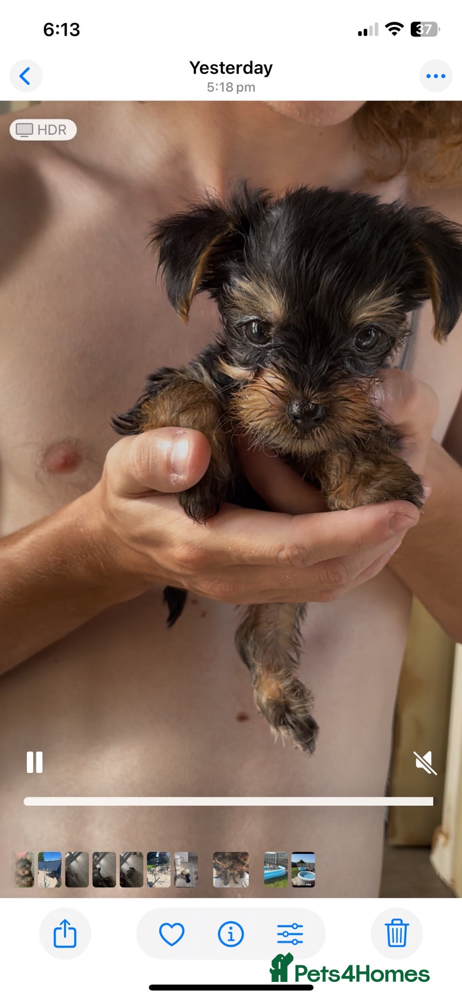 Yorkshire Terrier dogs KC REG FEMALE MINI YORKSHIRE TERRIER, ready soon  - Advert 1