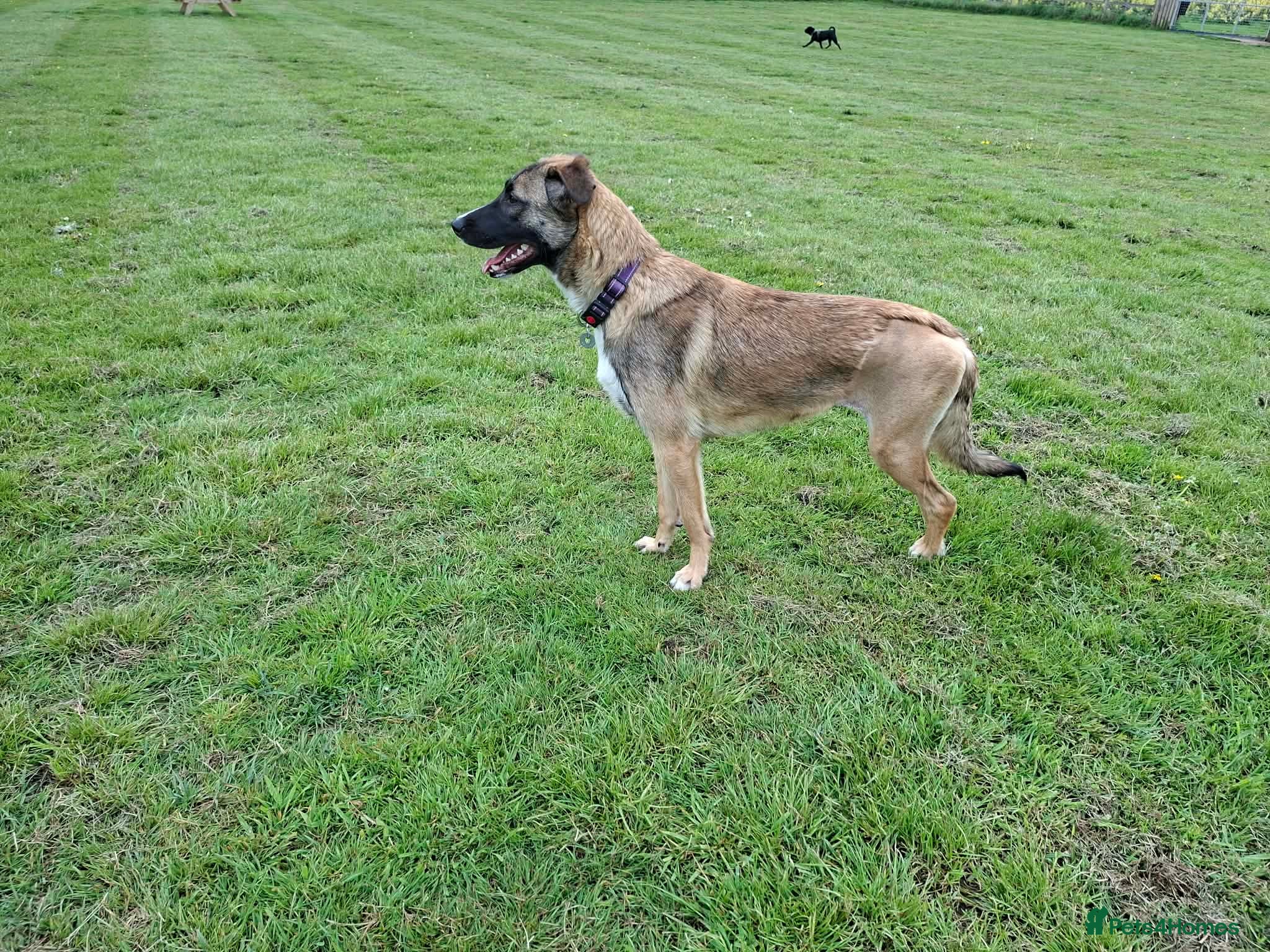 Mixed Breed dogs for adoption: Rox - north Walsham Norfolk  in North Walsham - Advert 13