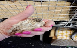 Quail poultry for sale: Quail (Button, King, Chinese Painted) - Image 7