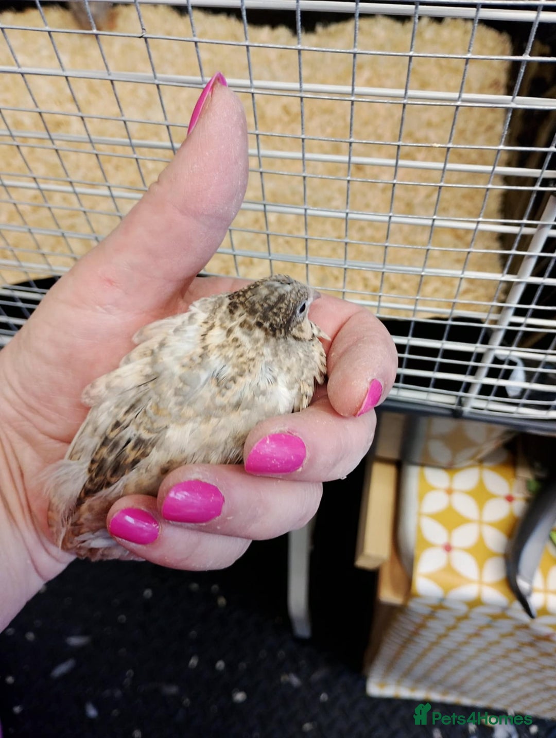 Quail poultry for sale: Quail (Button, King, Chinese Painted) - Image 7