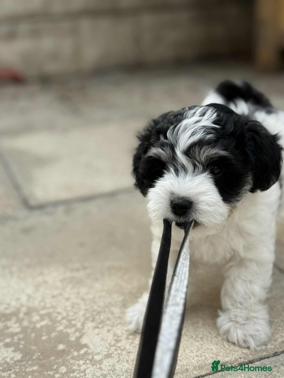 Bichon Frise dogs for sale: Bishon frise  - Image 5