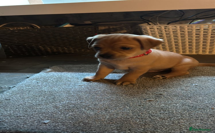 Mixed Breed dogs - Advert 10
