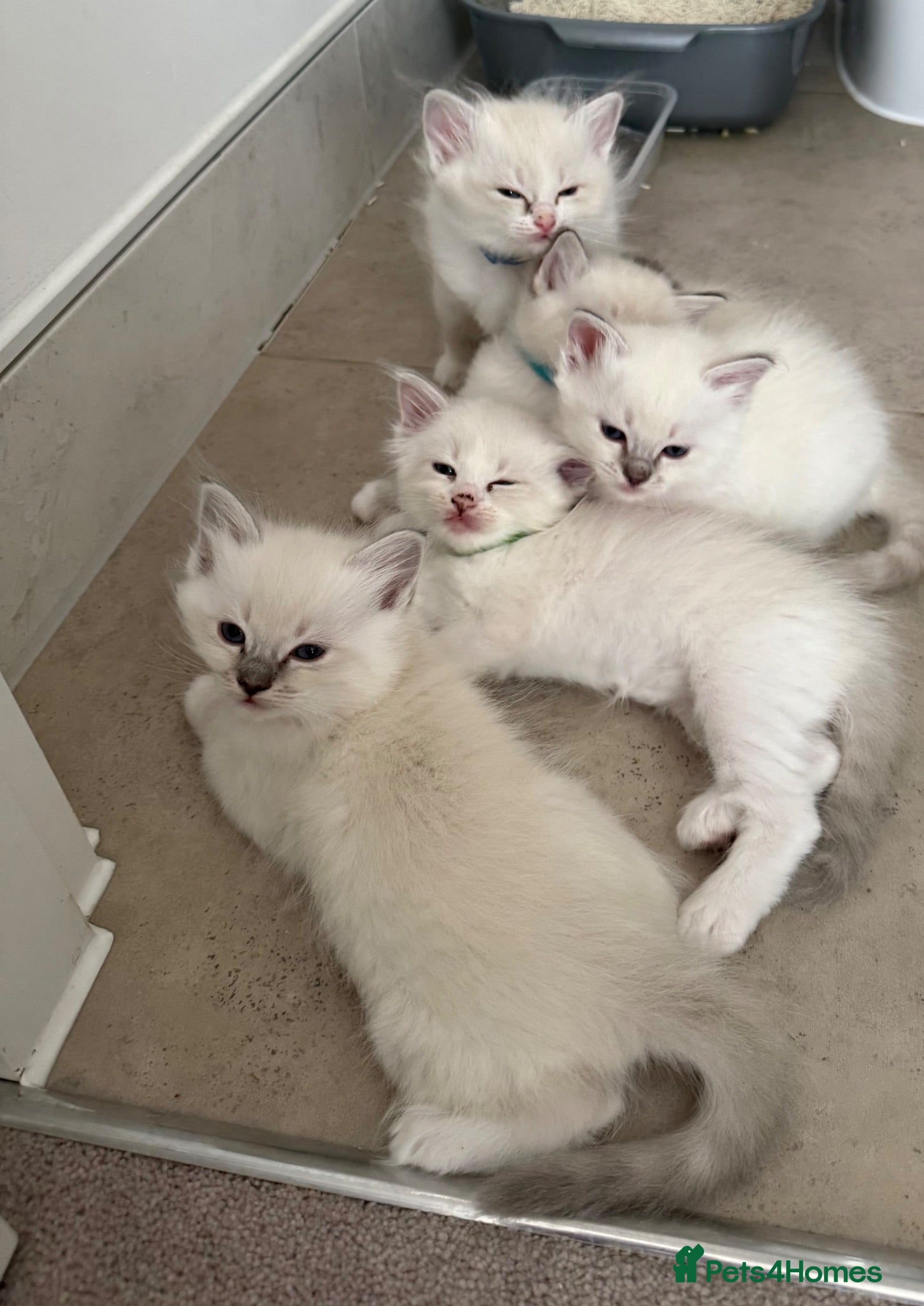 Ragdoll cats Adorable Ragdoll kittens  - Advert 3