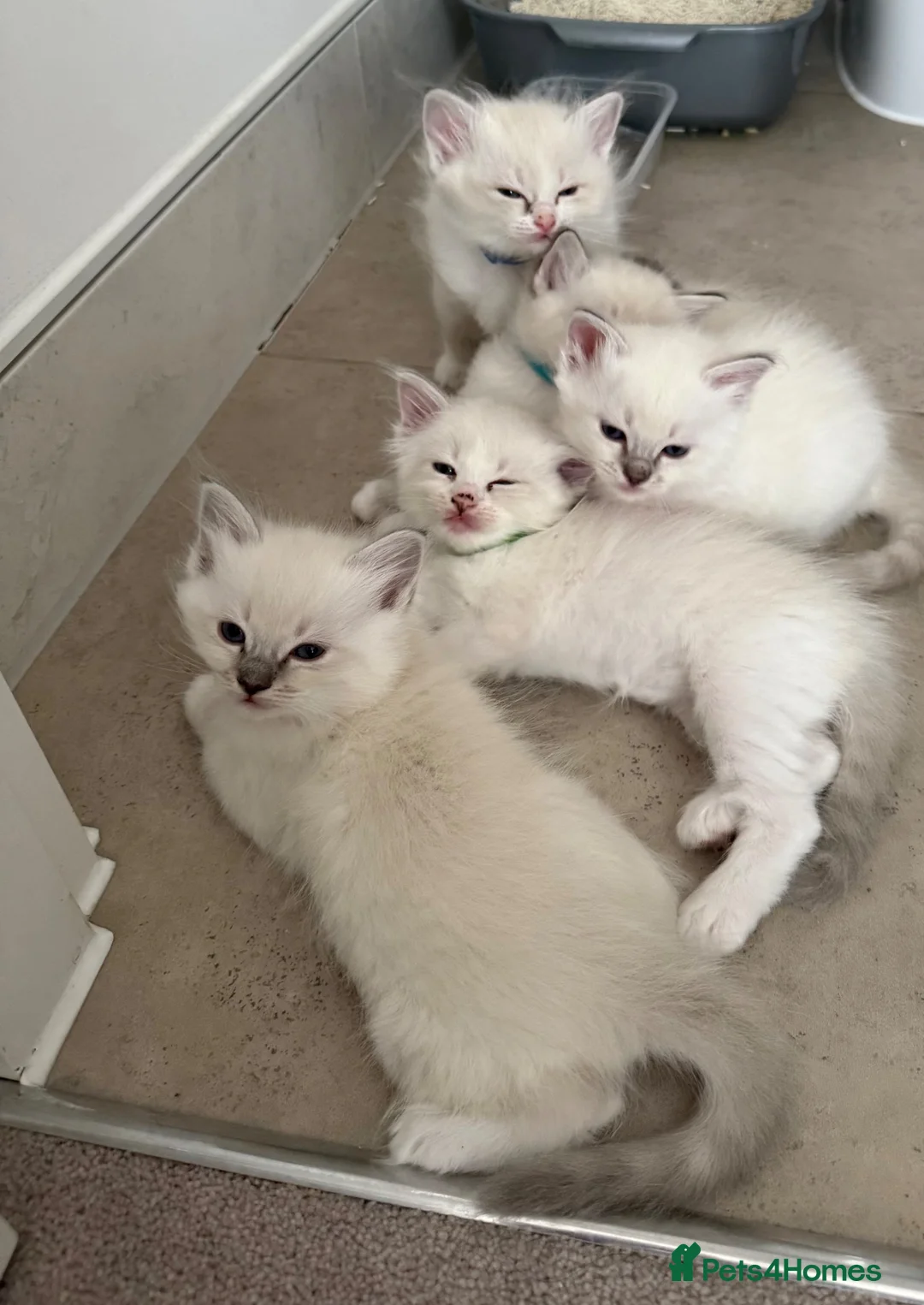 Ragdoll cats for sale: Adorable Ragdoll kittens  - Advert 1