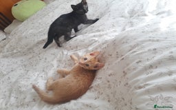 British Shorthair cats for sale: Cute playful smart kittens ready for new homes - Image 5