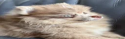 Pomeranian dogs for sale: READY🏡DWKC✨DNA 100% POM!🧬HEALTH TESTED!🧬 - Advert 2