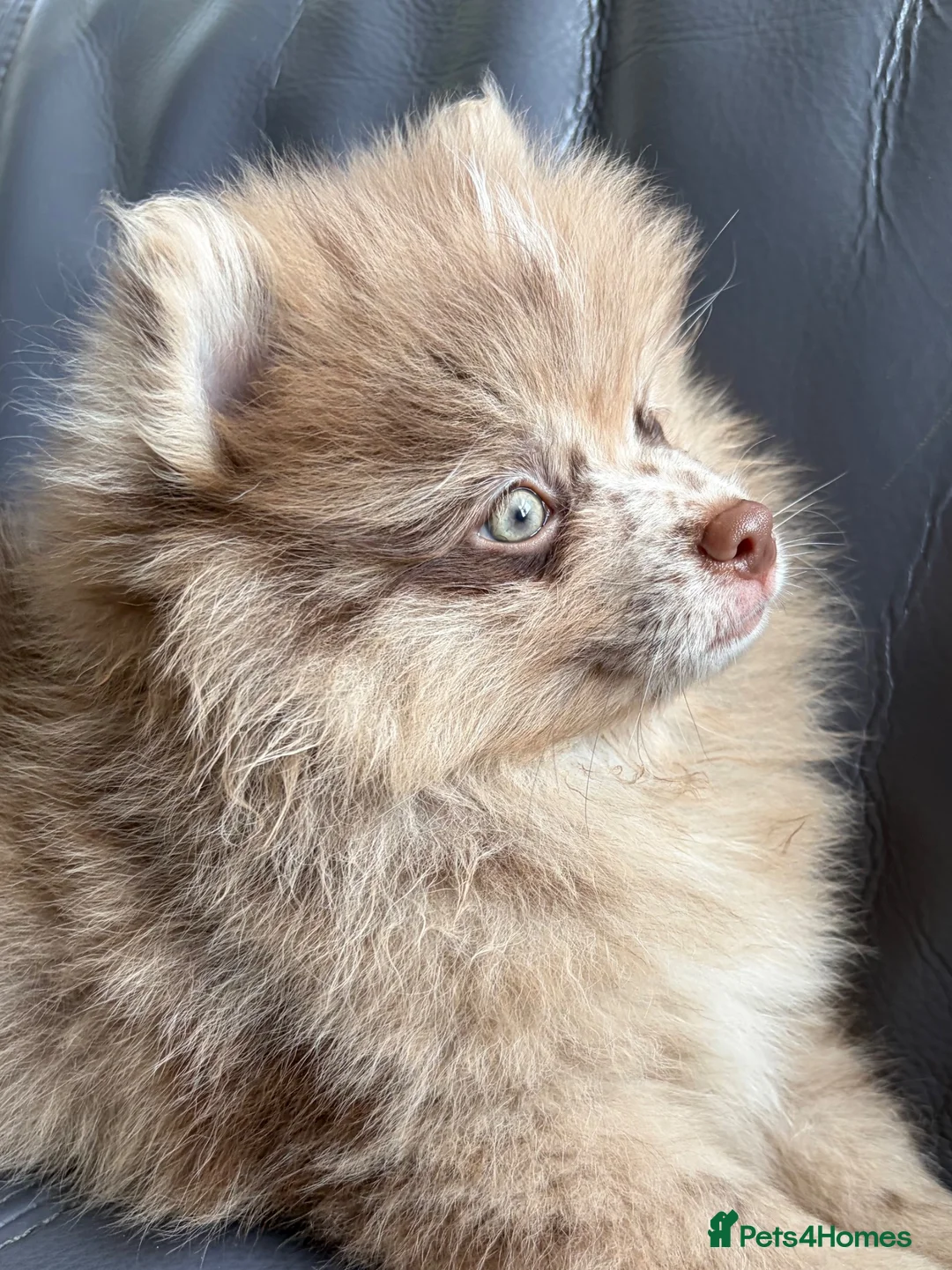 Pomeranian dogs for sale: READY🏡DWKC✨DNA 100% POM!🧬HEALTH TESTED!🧬 - Advert 2