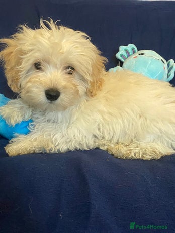 Mixed Breed dogs Beautiful Shihpoo cross maltese puppies - Advert 12