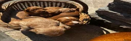 Cocker Spaniel dogs for sale: GORGEOUS GOLDEN HEALTH TESTED COCKER PUPPIES - Advert 4
