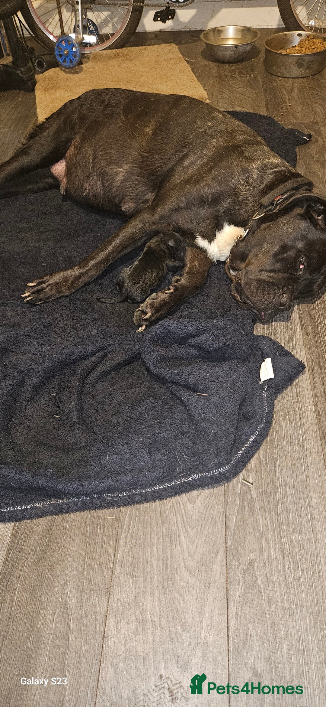 Mixed Breed dogs for sale: Pressa canario / cane corso puppies...  - Image 1