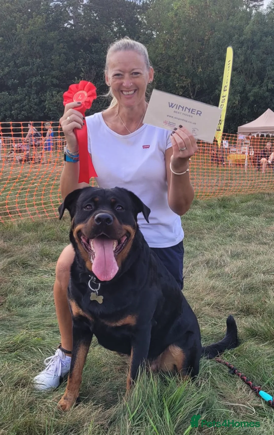 Rottweiler dogs for sale: 5 Beautiful Full Rottweiller Puppies - Advert 7