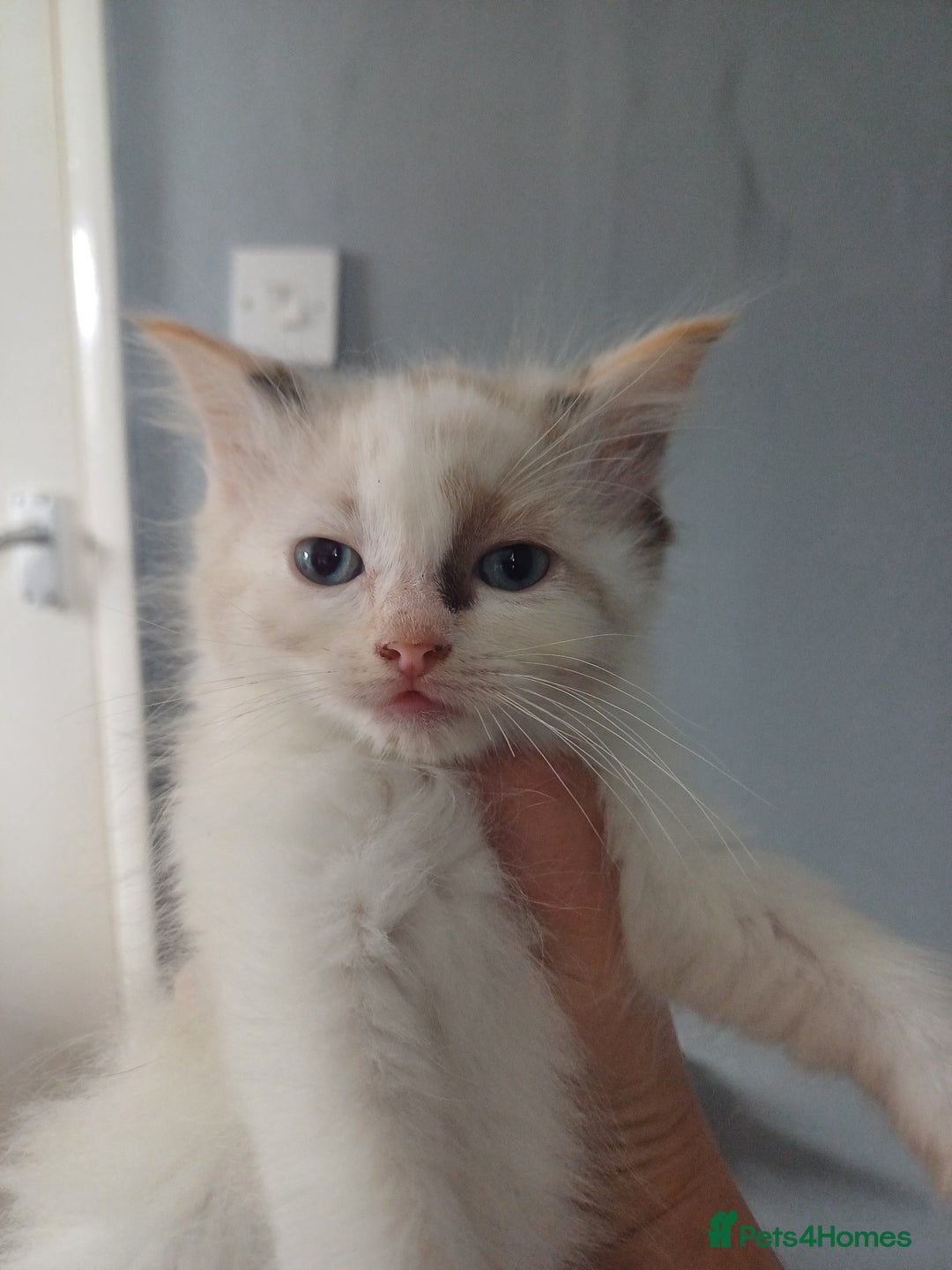 Ragdoll cats for sale: 6 gorgeous fluffy ragdoll kittens  - Image 4