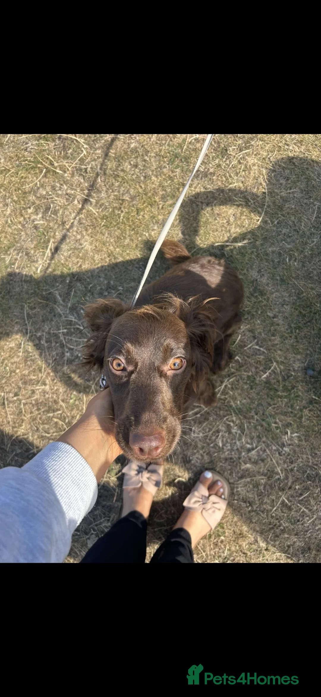 Sprocker dogs for sale: Beautiful Chocolate Sprocker Spaniel  in Hebburn - Advert 2