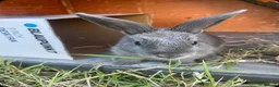 Mixed Breed rabbits for sale: Blue female baby - Advert 6