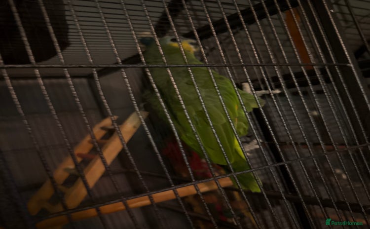 Parrots birds - Advert 1