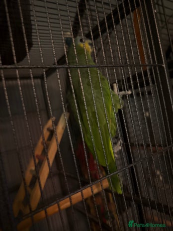 Parrots birds - Advert 1