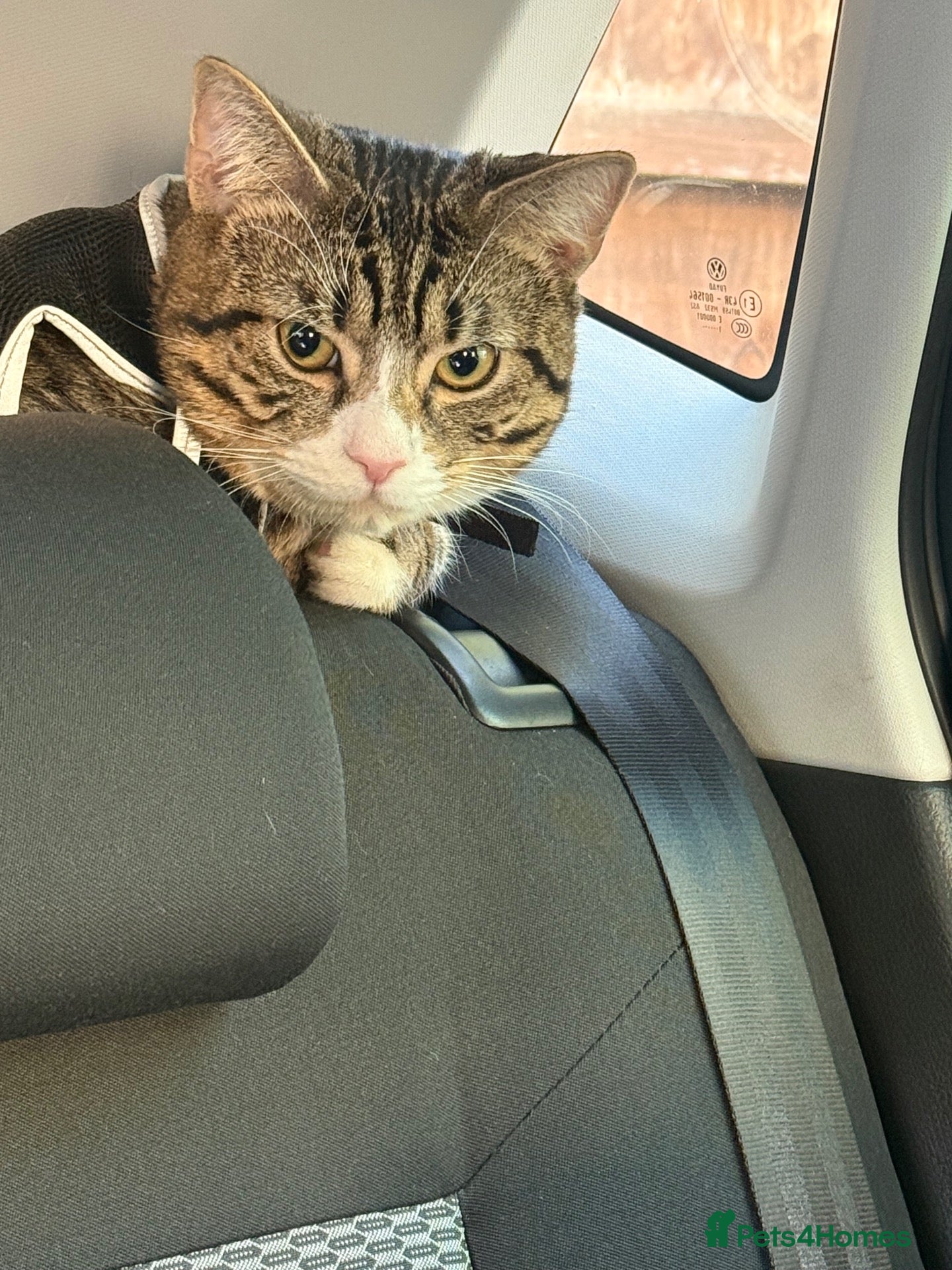 Mixed Breed cats Male cat needs new home  - Advert 4