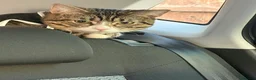 Mixed Breed cats for sale: Male cat needs new home  - Advert 1
