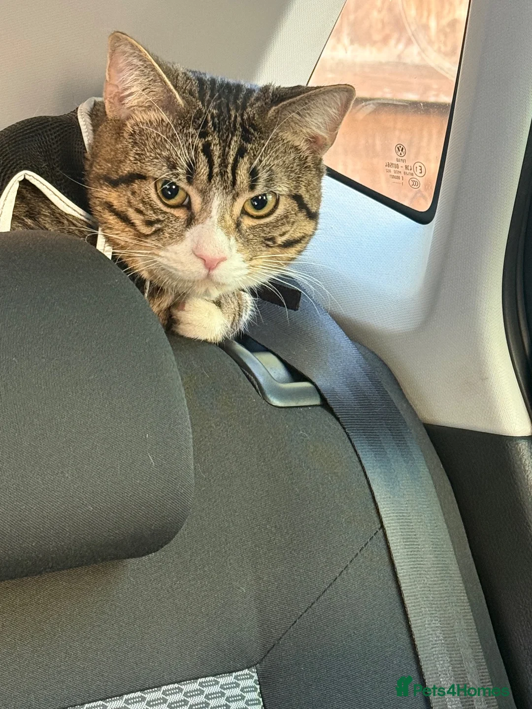 Mixed Breed cats for sale: Male cat needs new home  - Advert 1