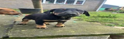 Mixed Breed dogs for sale: English bull terrier x European Doberman  - Advert 22