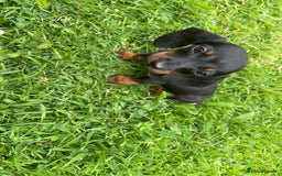 Dachshund dogs for sale: Only One Adorable Dachshund Left Now 🐶 - Image 6