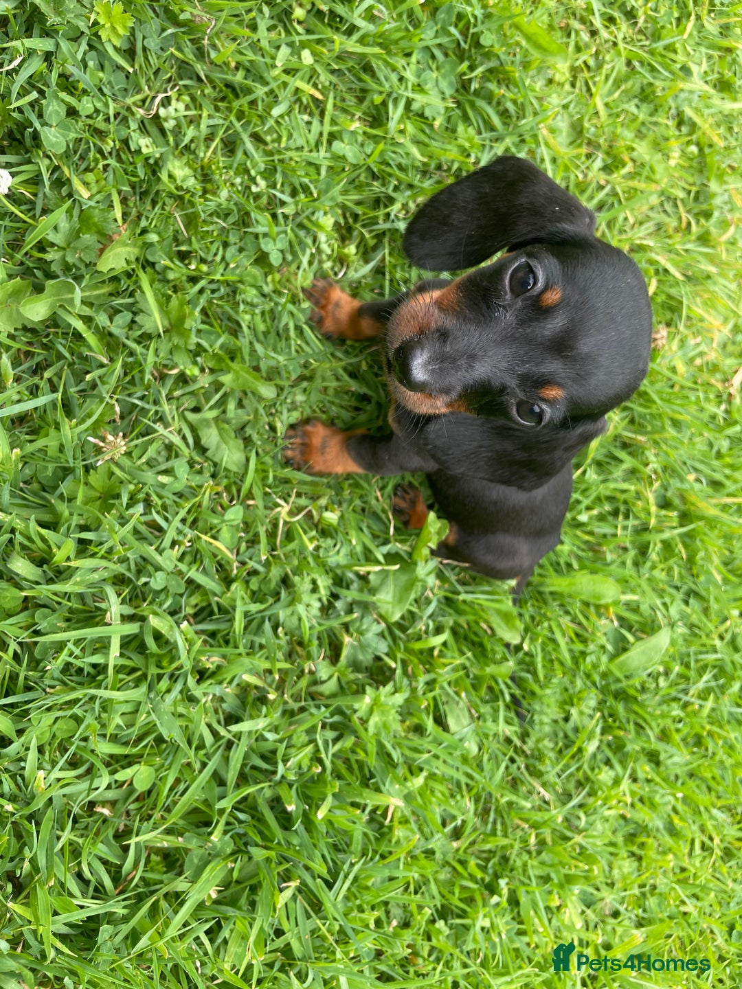 Dachshund dogs for sale: Only One Adorable Dachshund Left Now 🐶 - Image 6