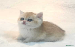 British Shorthair cats for sale: pedigree Golden British Shorthair girl - Image 10