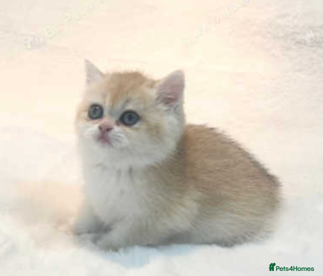 British Shorthair cats for sale: pedigree Golden British Shorthair girl - Image 10