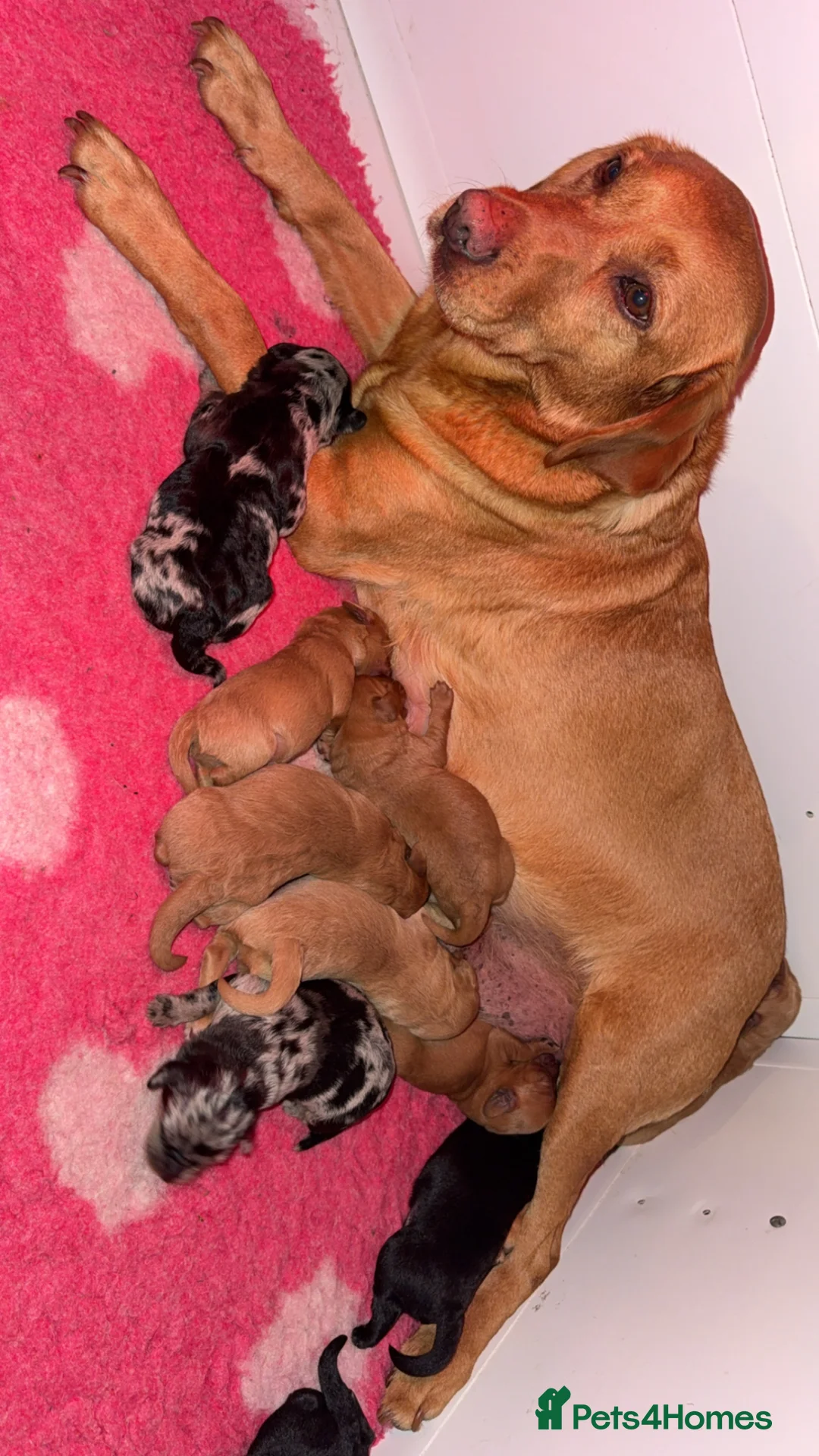 Labradoodle dogs for sale: Miniature labradoodles in Yelverton - Advert 2