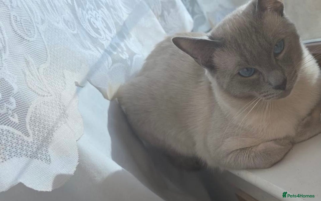 Siamese cats for sale: 🐾 Beautiful Siamese Cat✨ - Advert 4