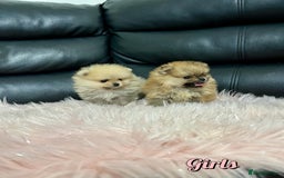 Pomeranian dogs for sale: 🔥Very Tiny🧸 Top Quality  - Image 14