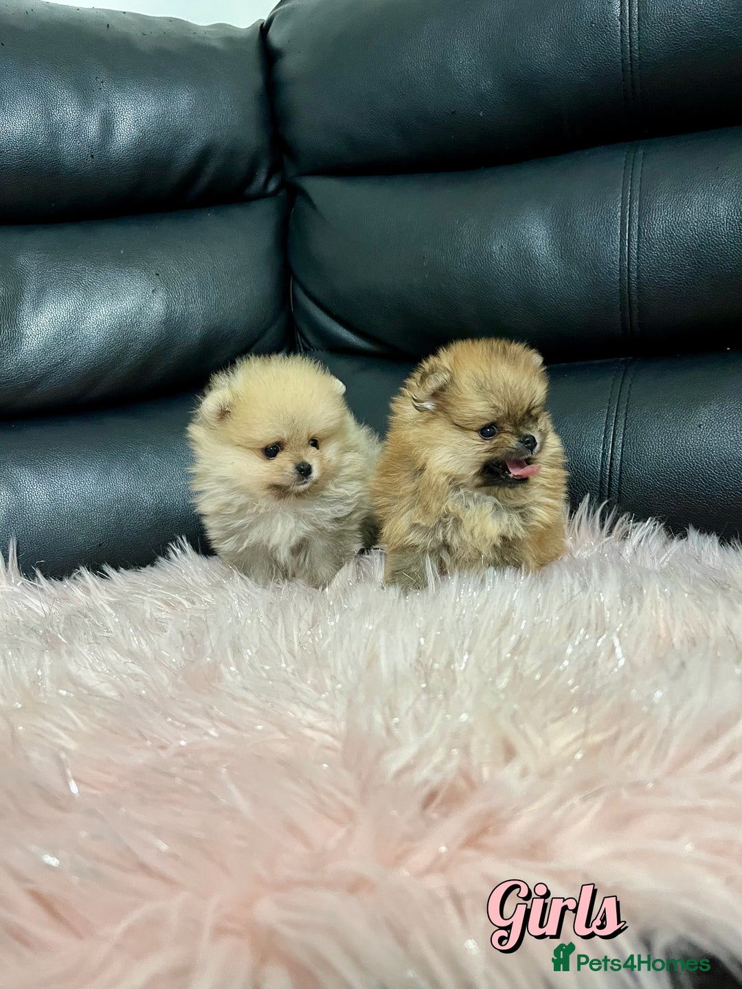 Pomeranian dogs for sale: 🔥Very Tiny🧸 Top Quality  - Image 14