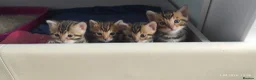 Bengal cats for sale: Stunning Bengal kittens for sale in Rugby - Advert 13