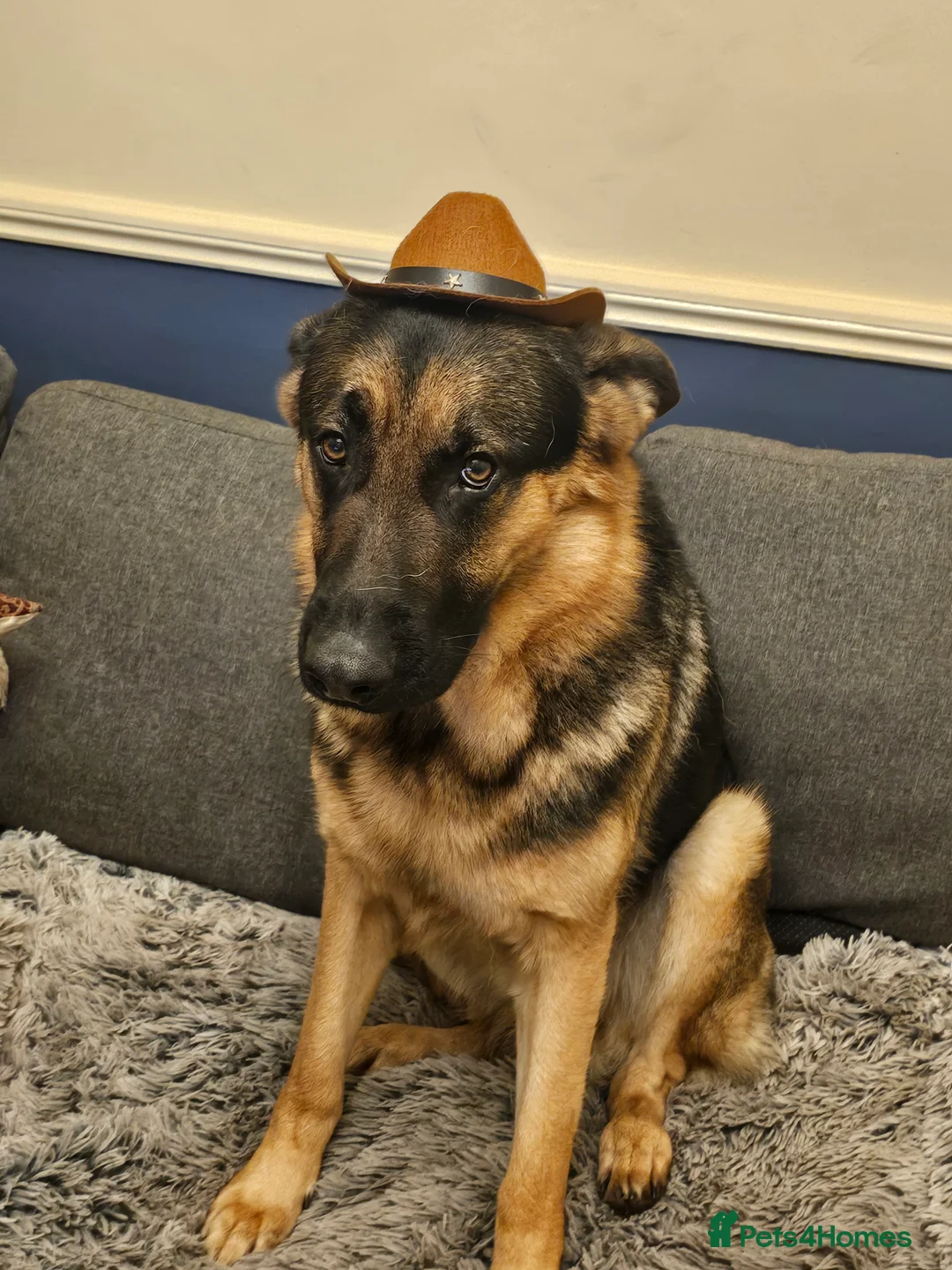 German Shepherd dogs for stud: Logan - Advert 5