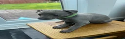 Whippet dogs for sale: Beautiful KC Registered Blue Whippet Puppies - Advert 10