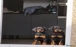 Dobermann dogs for sale: 2 doberman male puppies - Image 3