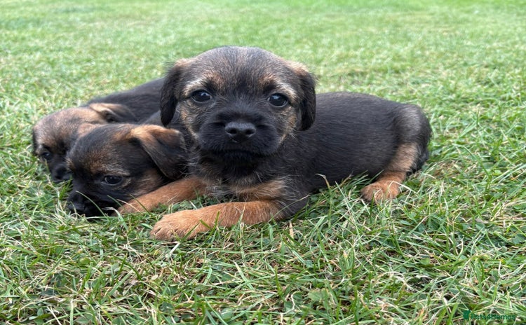 Border Terrier dogs - Advert 1