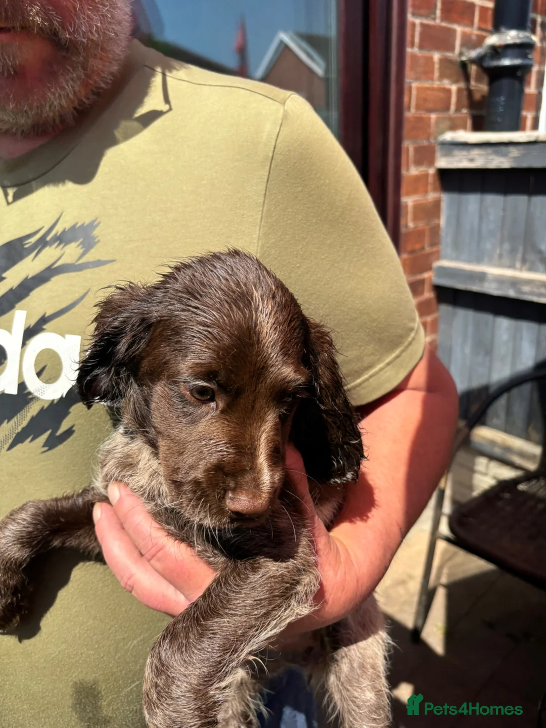 Sprocker dogs for sale: Beautiful litter of sprocker pups - Advert 19