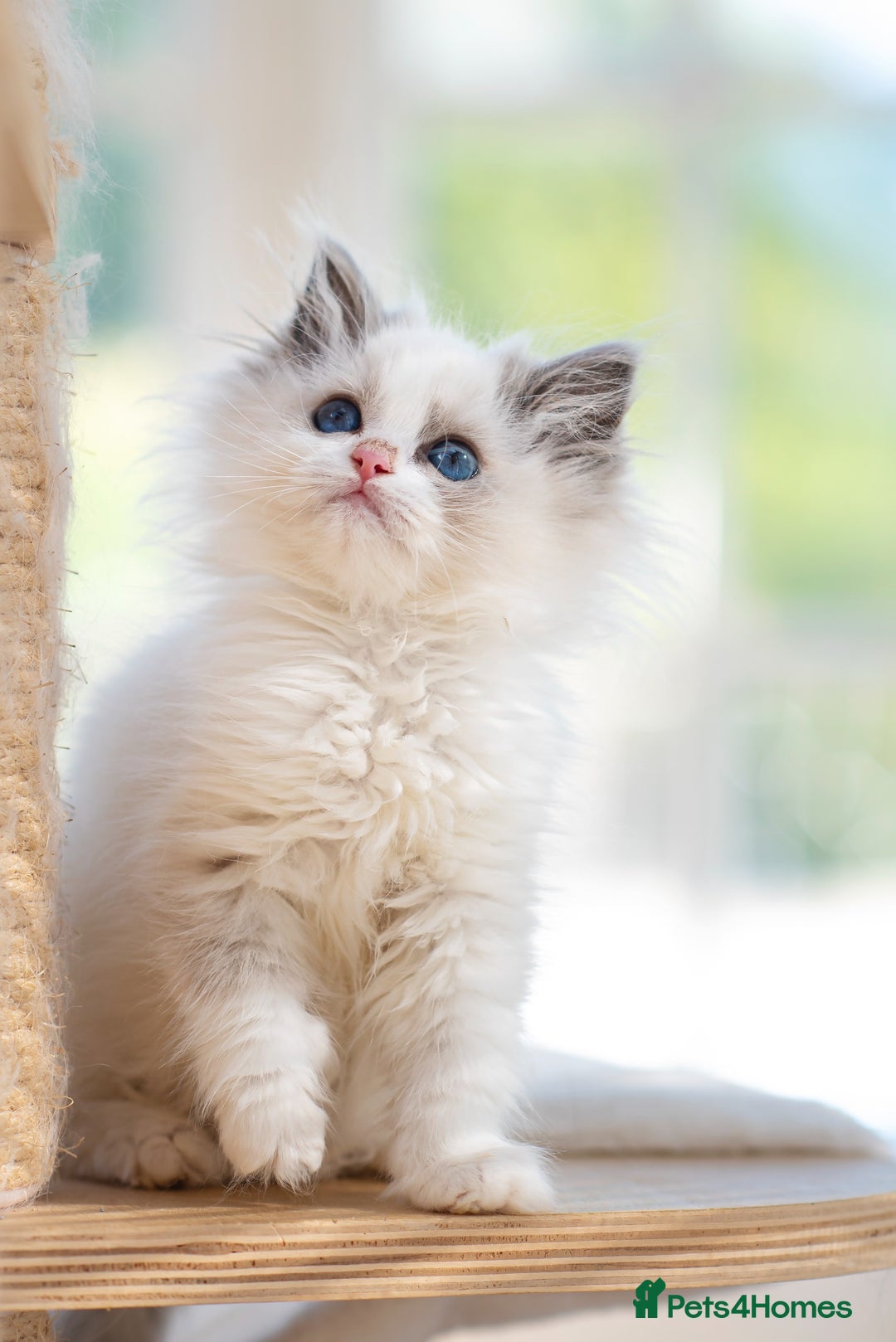 Ragdoll cats for sale: Tica Pedigree Ragdoll girl for Pet Home only  - Image 4