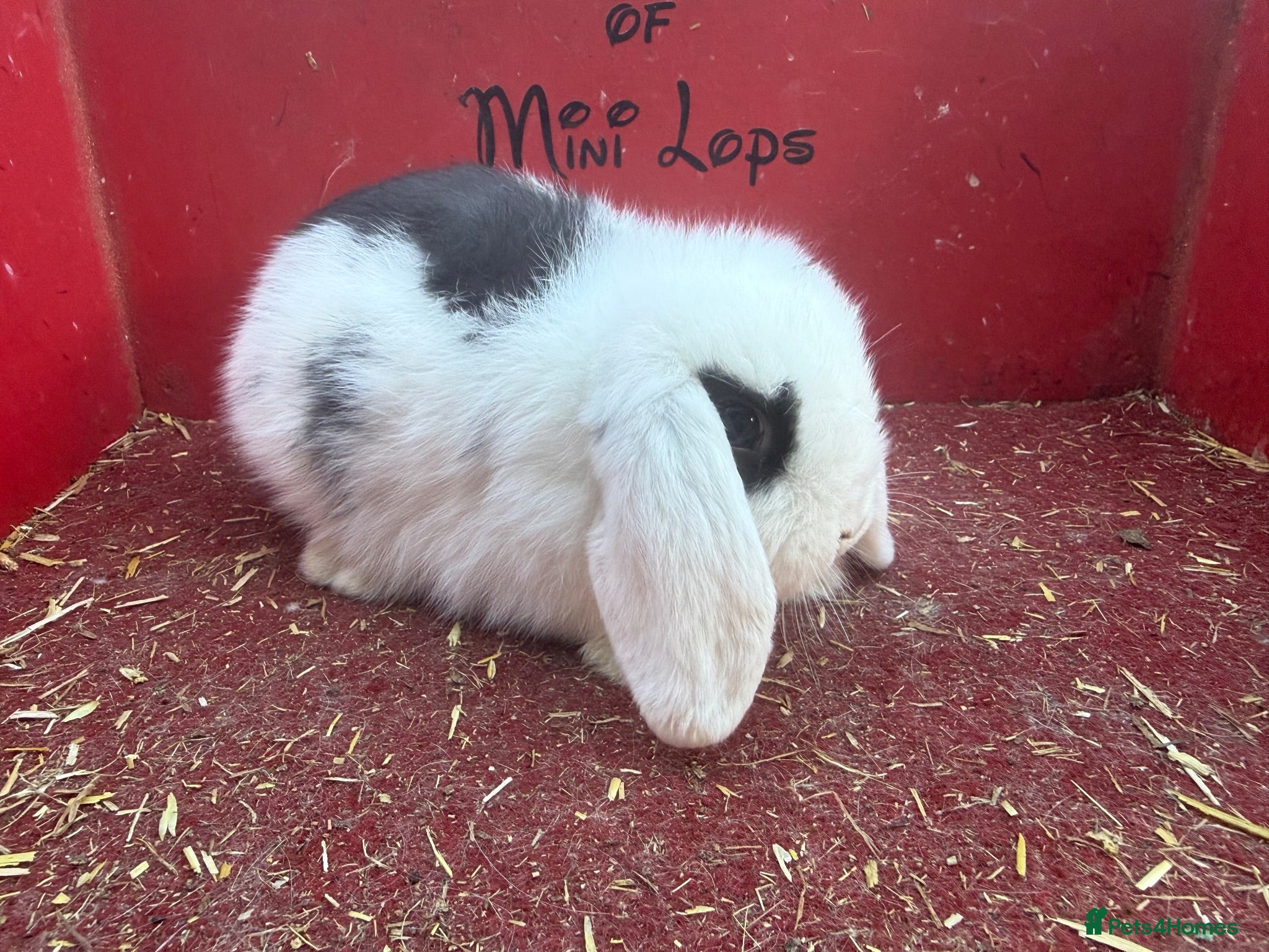 Mini Lop rabbits Mini lop babies ready for new homes now  - Advert 2
