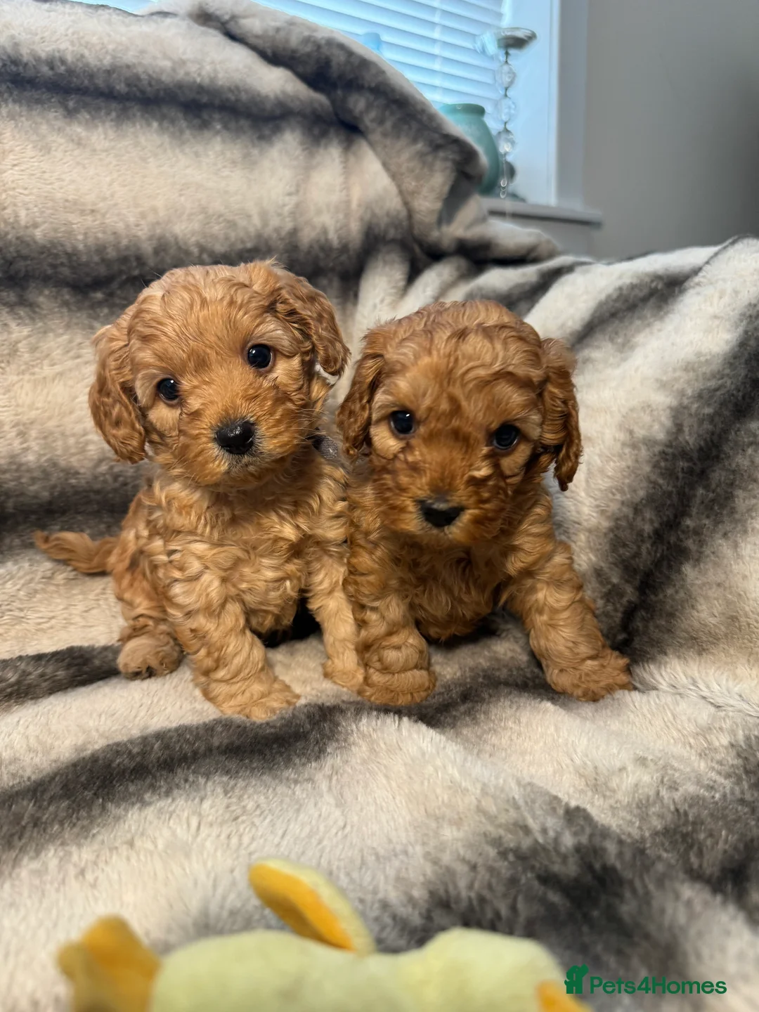 Cavapoo dogs for sale: Teddy bear F1B cavapoo - Advert 1