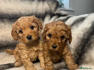 Cavapoo dogs Teddy bear F1B cavapoo - Advert 1