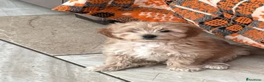 Cavapoo 7